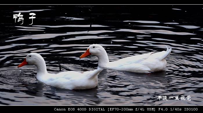 20071102_eee74839ae206660e131upsmL0ux2XuA.jpg
