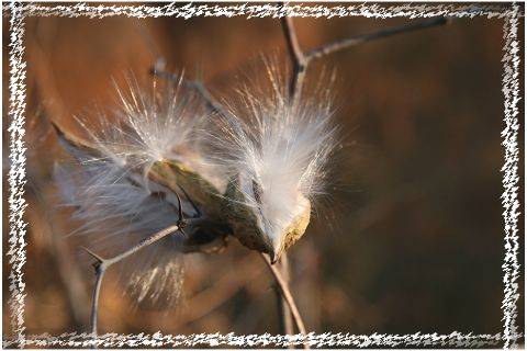Ƭ 038.jpg