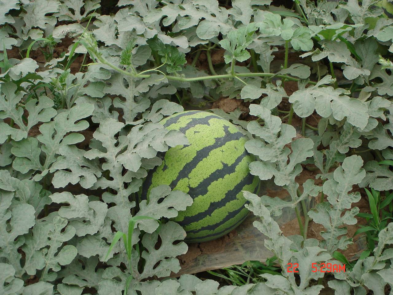 Ѿ1.jpg