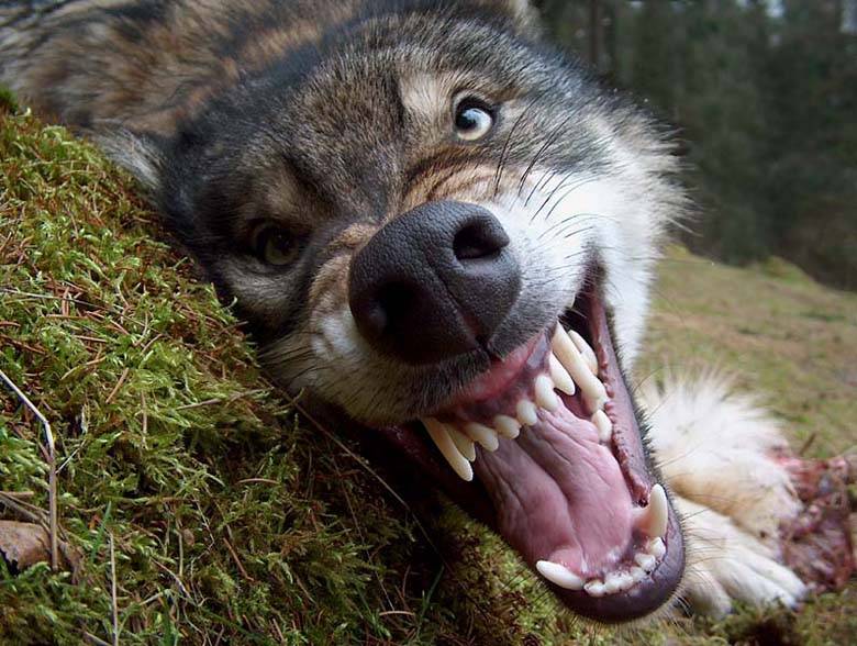 k9.jpg