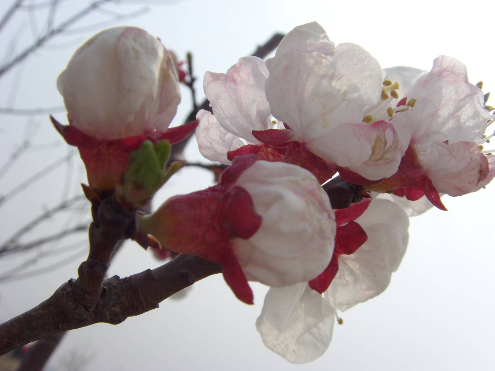 S73R1437.JPG