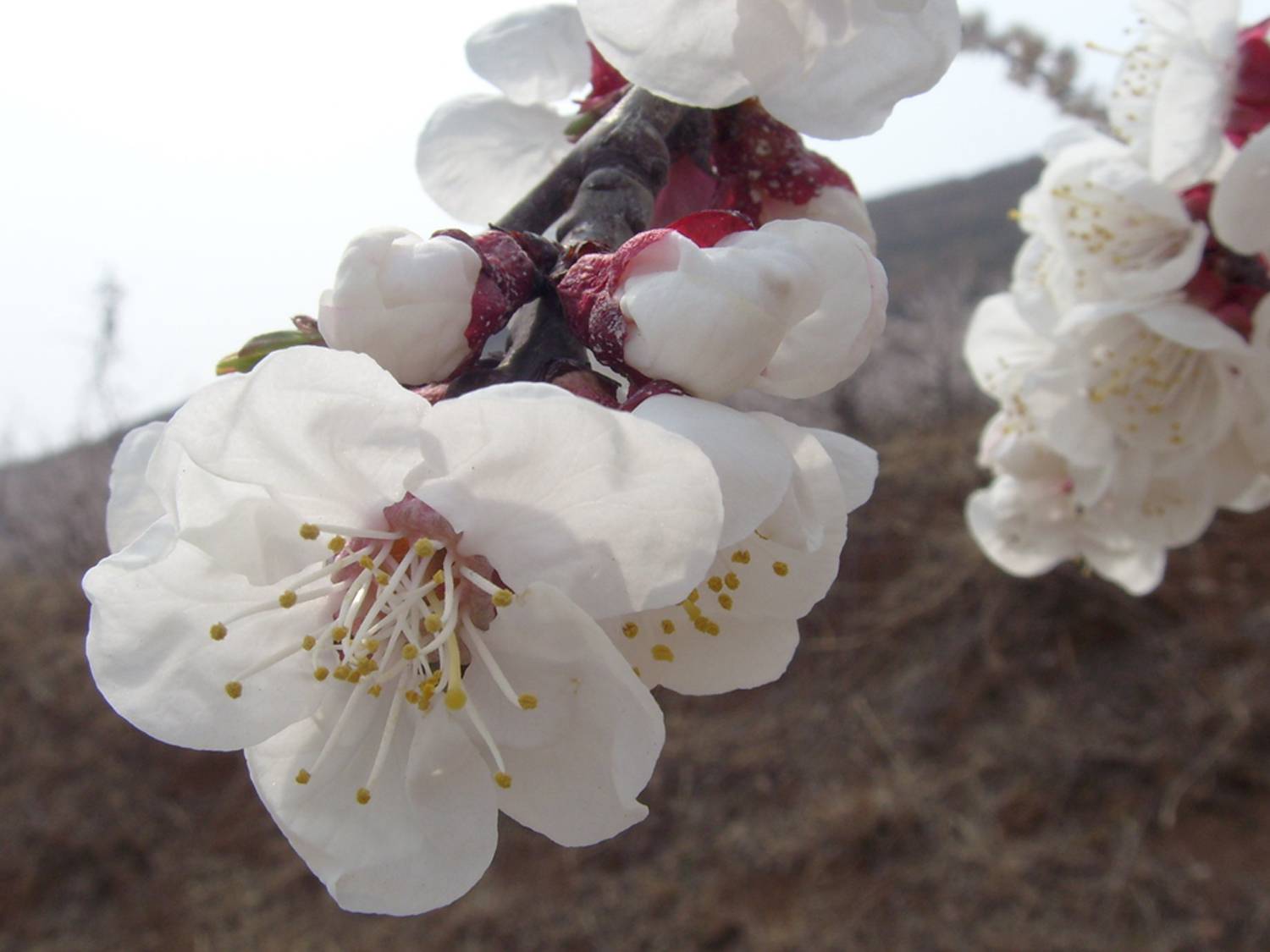 S73R1419.JPG