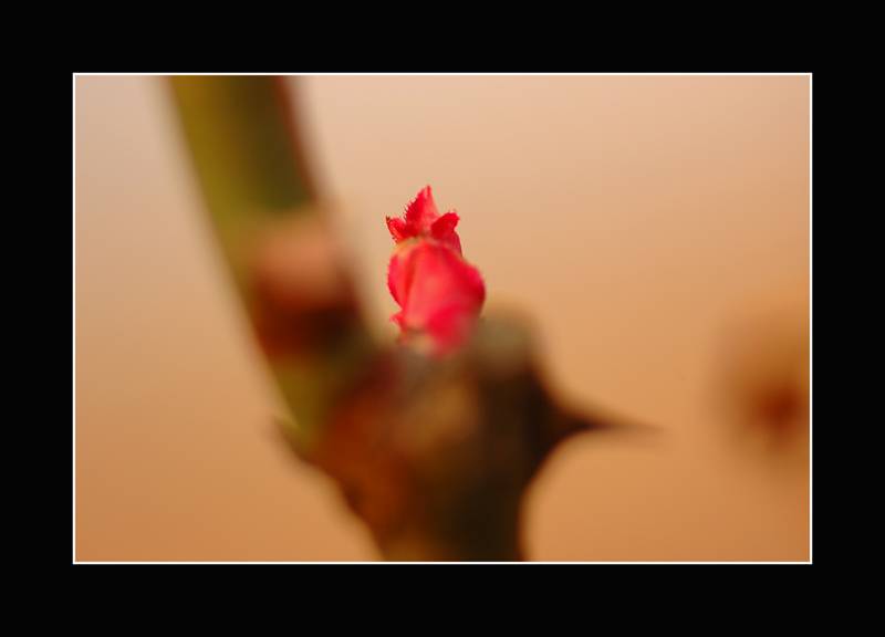 DSC_0198 .jpg