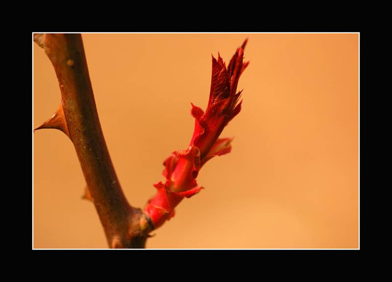 DSC_0197 .jpg