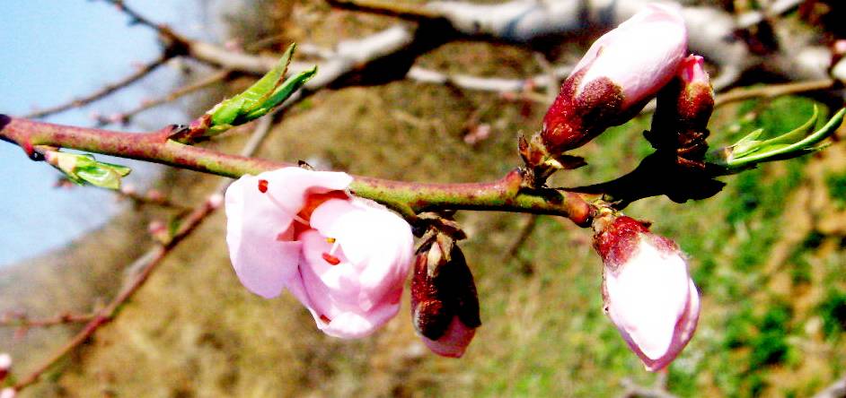 DSCN1650.JPG