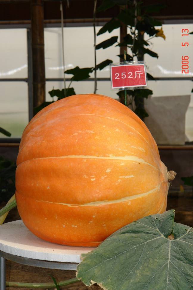 1378_.JPG