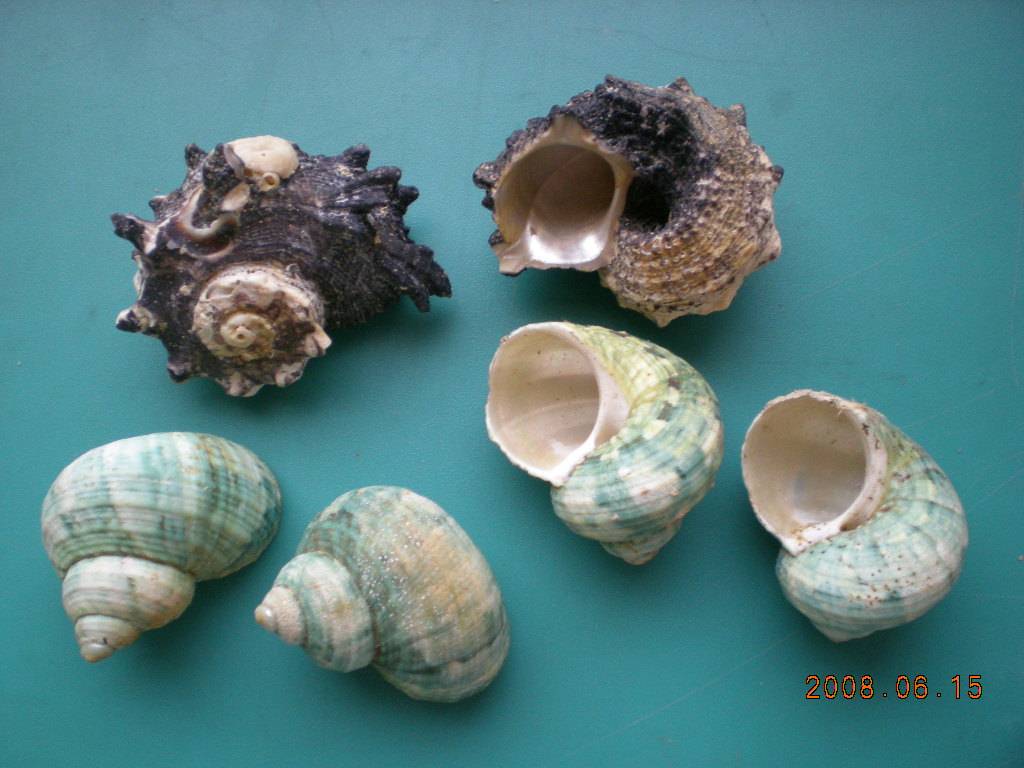 DSCN0935.JPG