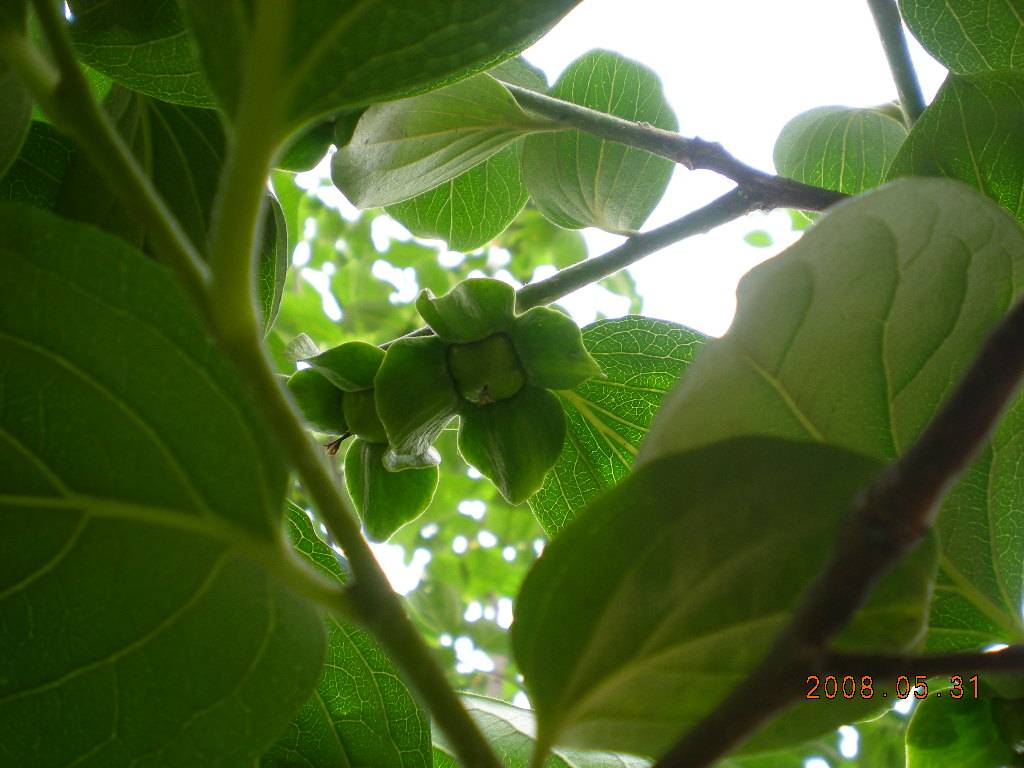2008.5.31.JPG