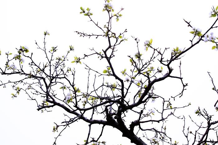 Ƭ 099.jpg