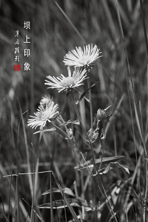 _MG_2536.JPG