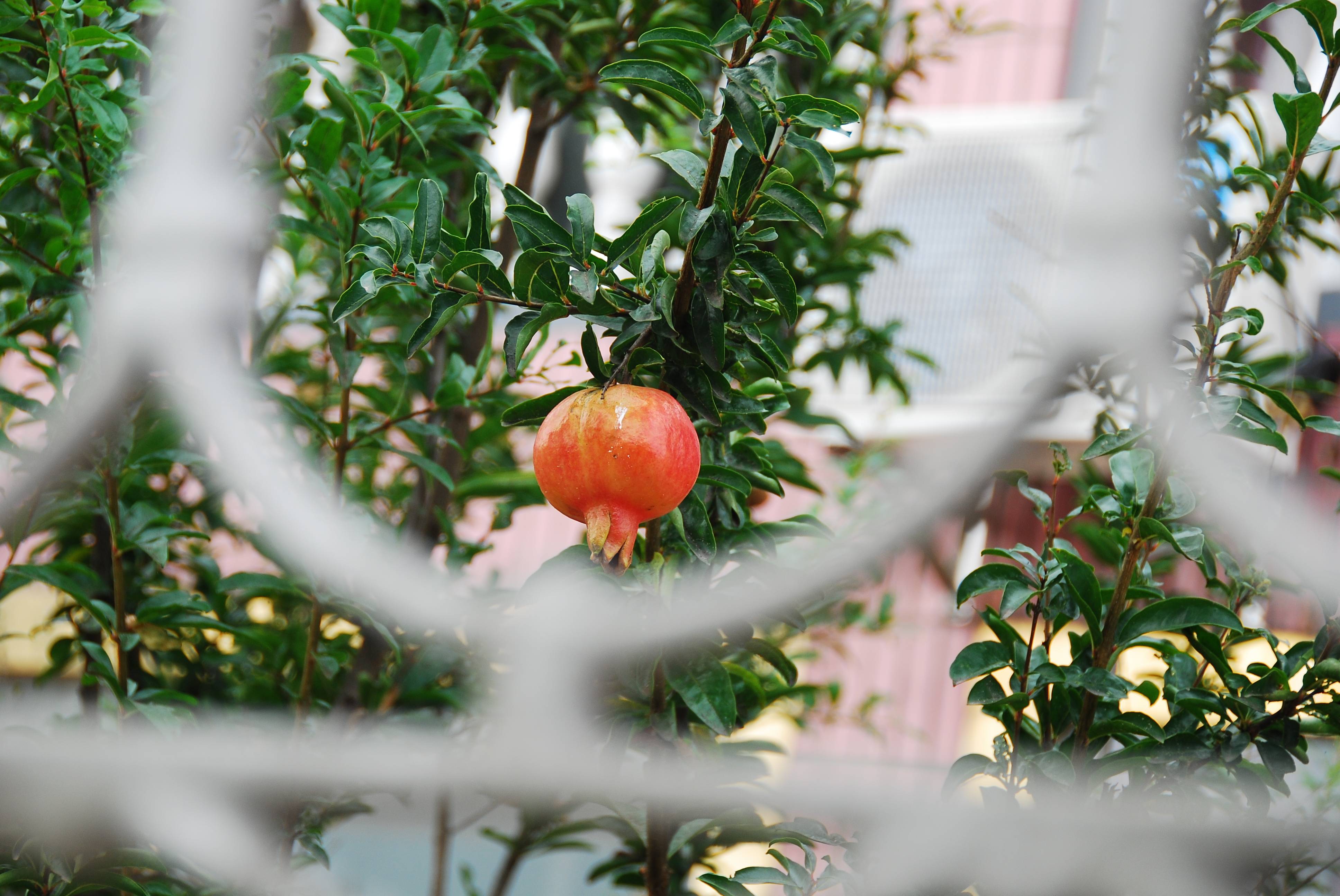 DSC_0450.JPG