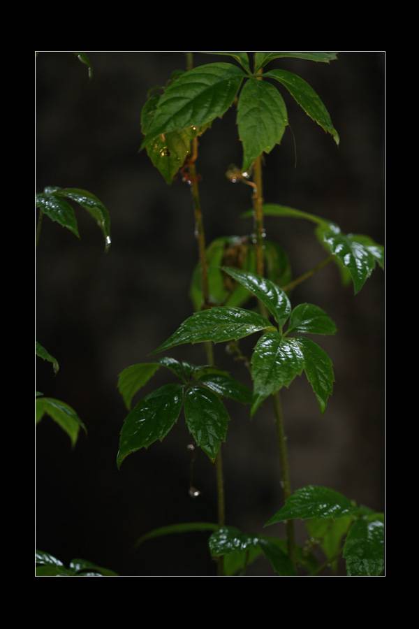 IMG_6177-1.jpg