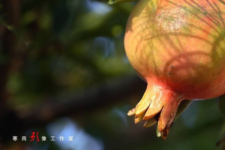 _MG_3452.JPG