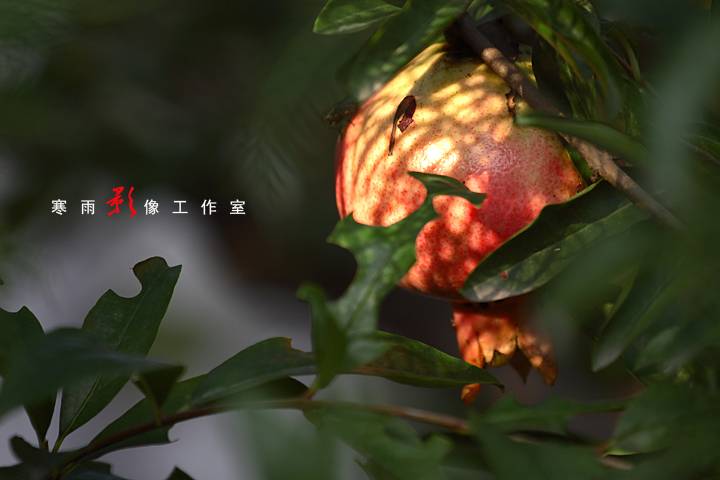 _MG_3465.JPG