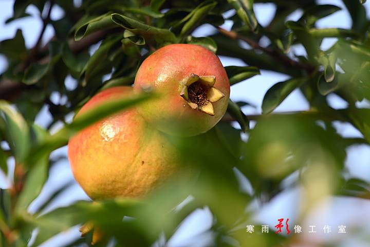 _MG_3463.JPG
