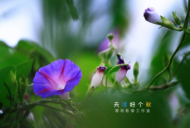 _MG_4509.JPG