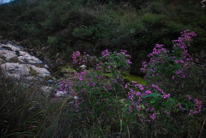 DSC_0130.jpg