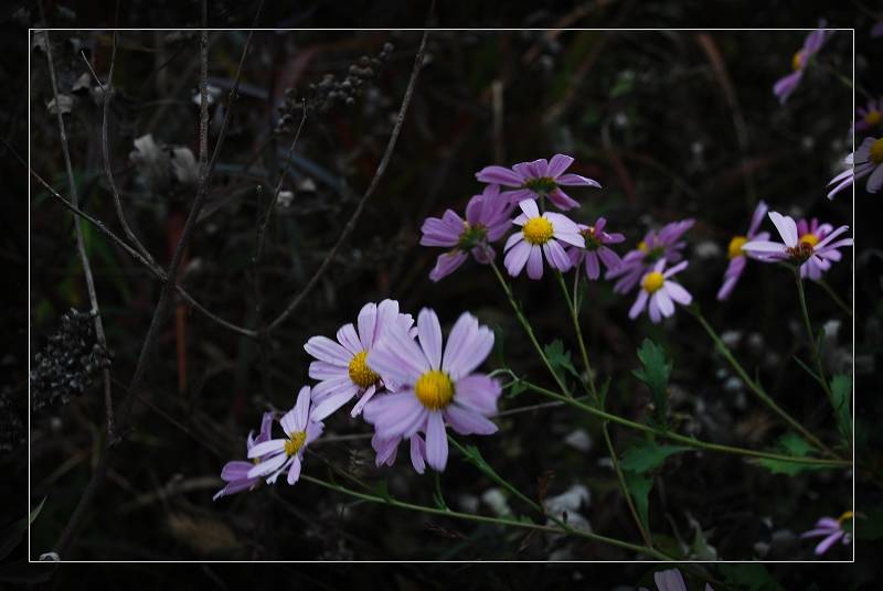DSC_0012.jpg