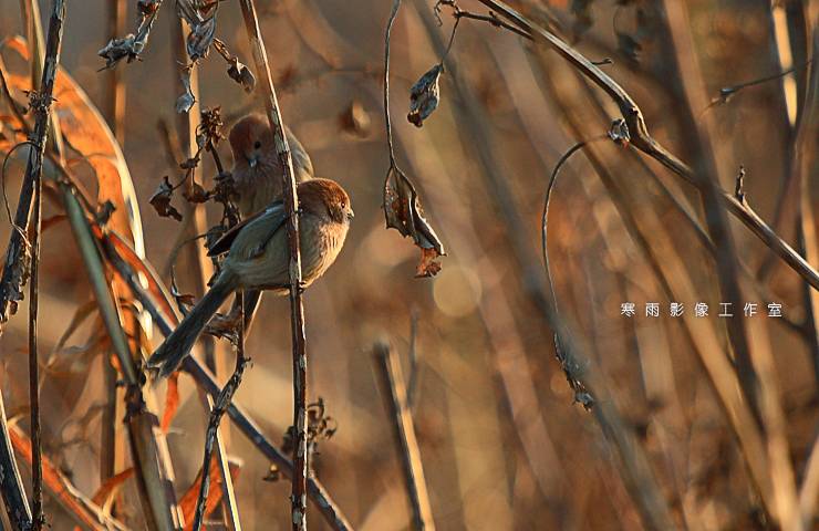 _MG_0684.JPG