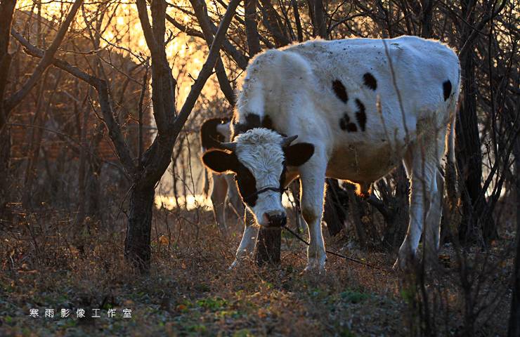 _MG_0733.JPG