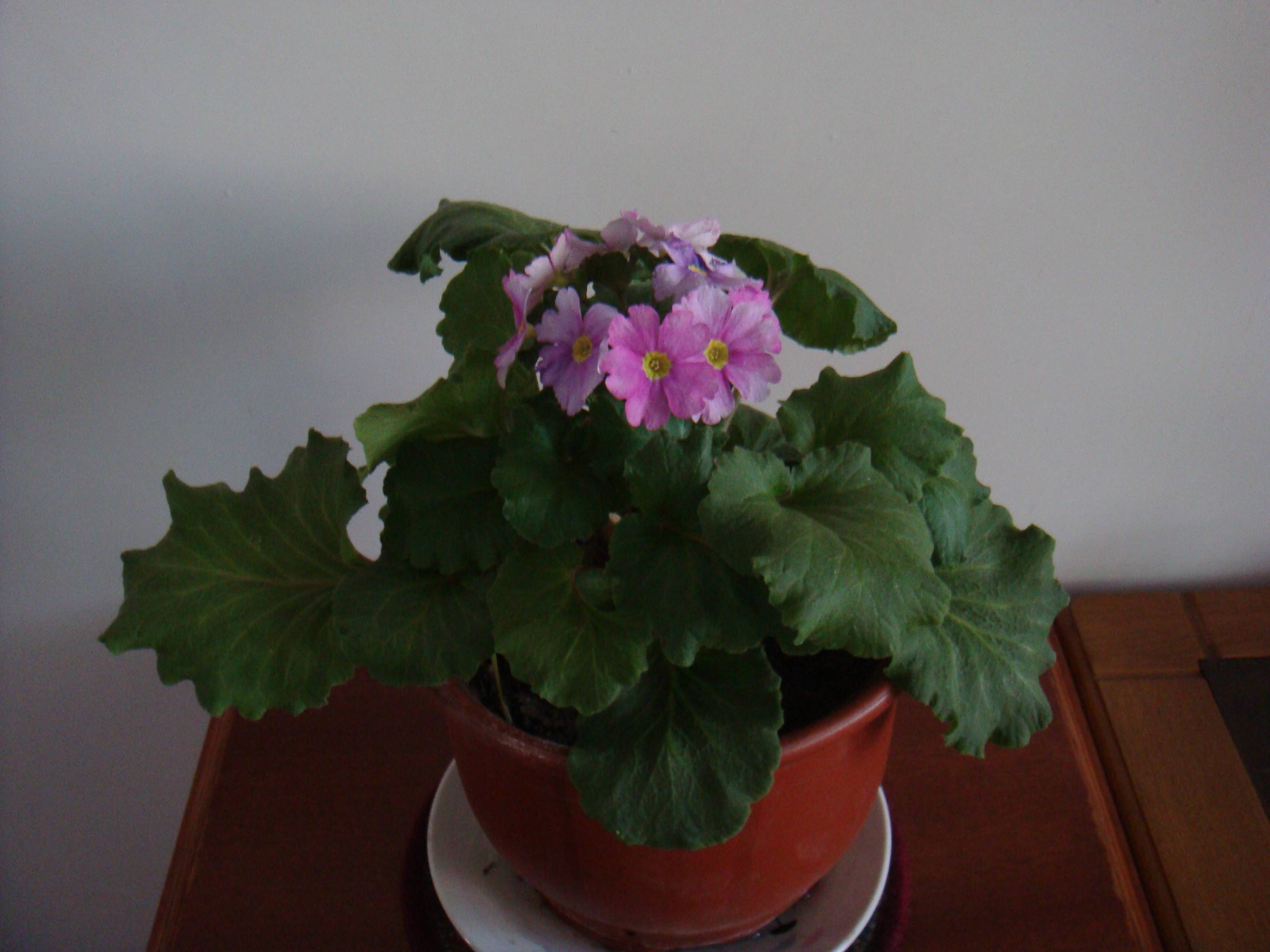 DSC00467.JPG