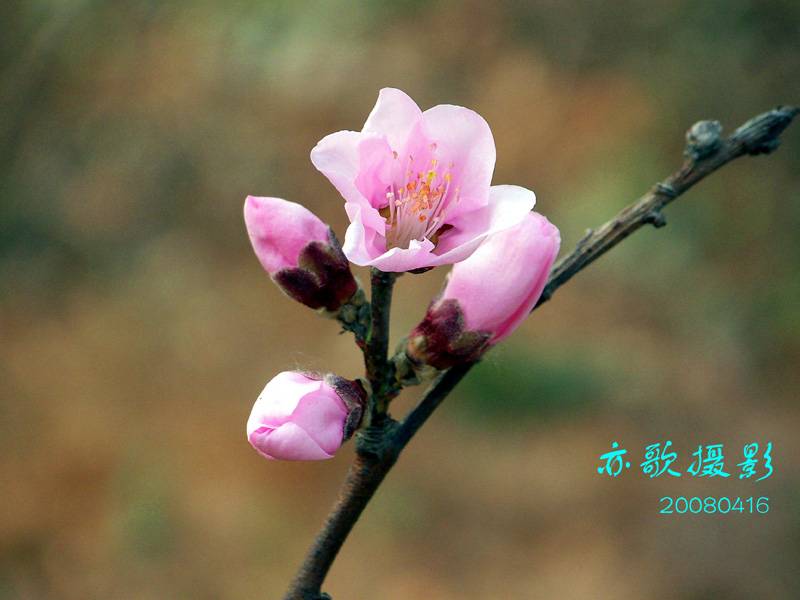 100_0513c.jpg
