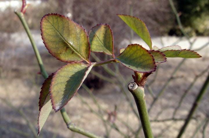 DSC02768_С.JPG