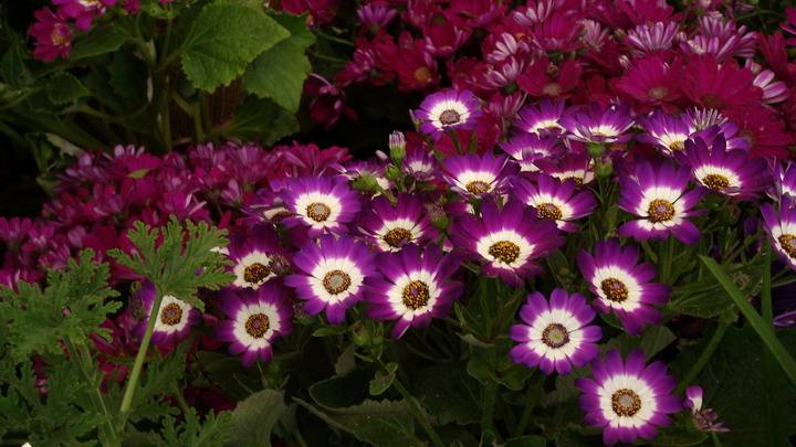 DSC02980_С.JPG