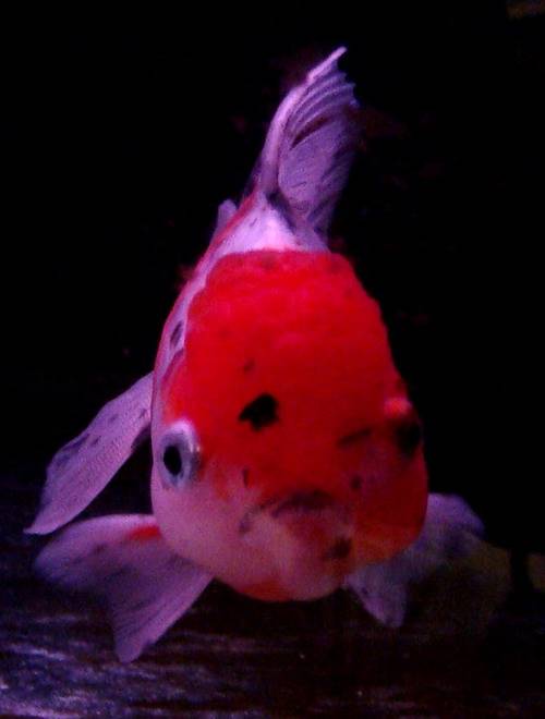 DSC02886_С.JPG