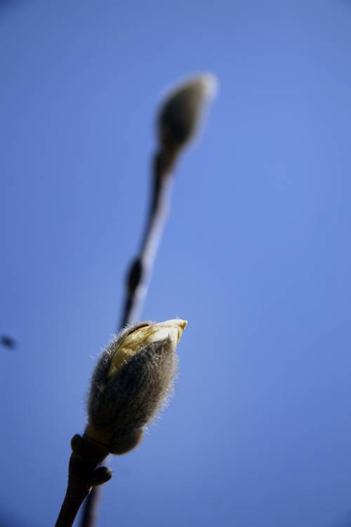_MG_7293.jpg