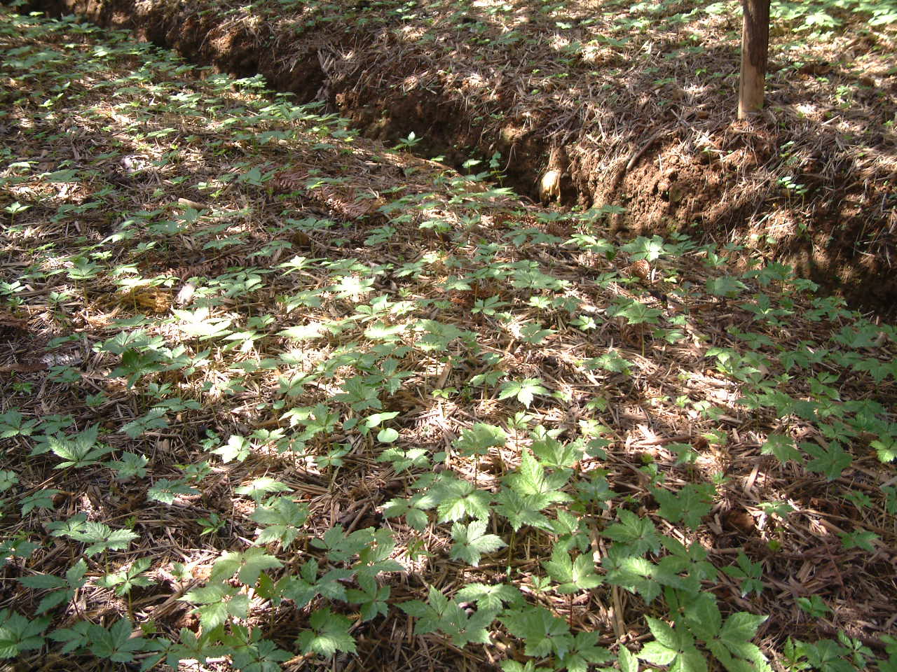 DSCF1079.JPG