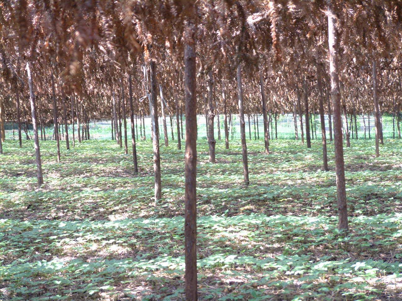 DSCF1077.JPG