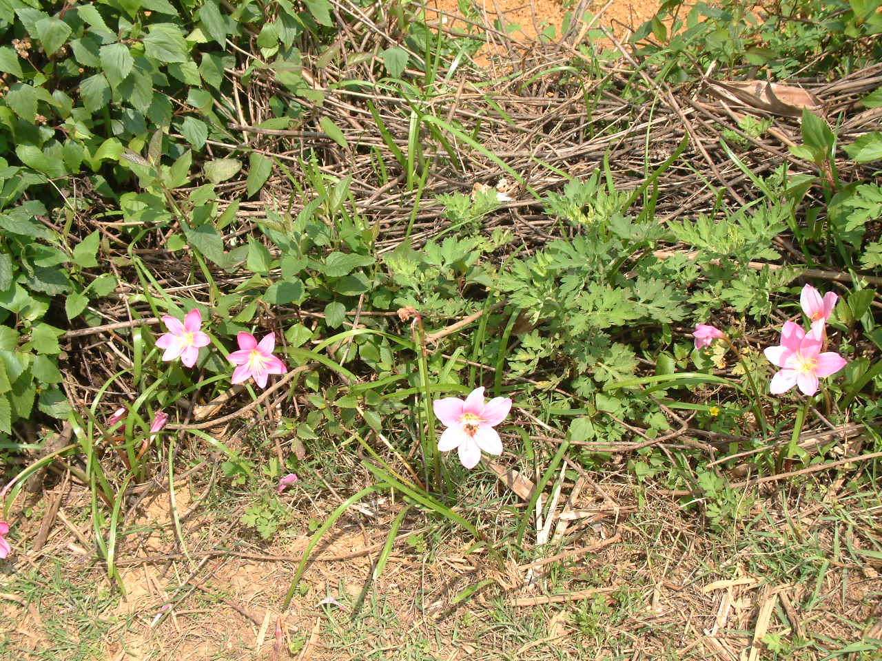 DSCF1090.JPG