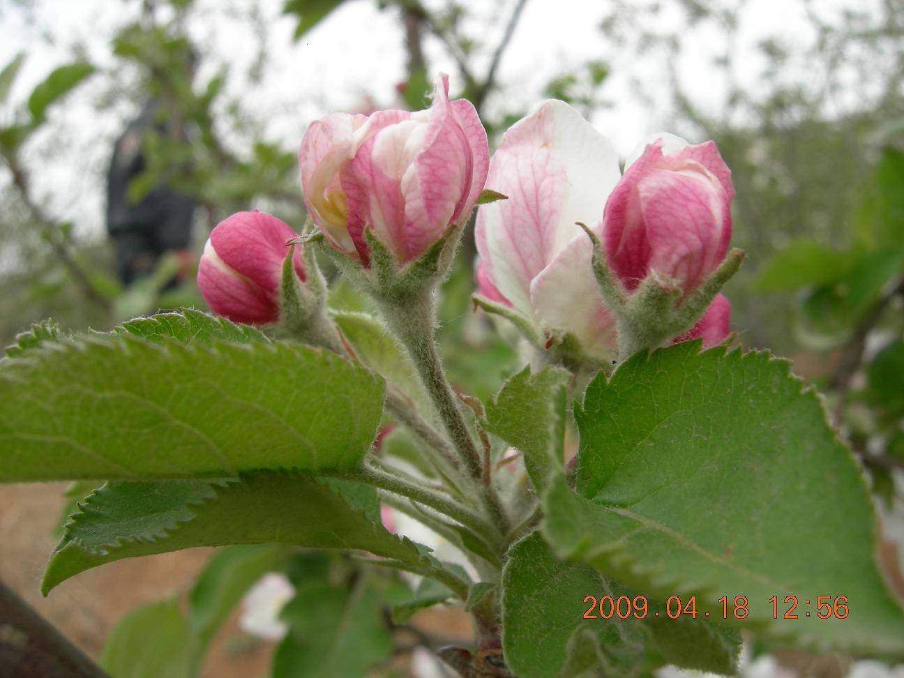 DSCN5074.JPG