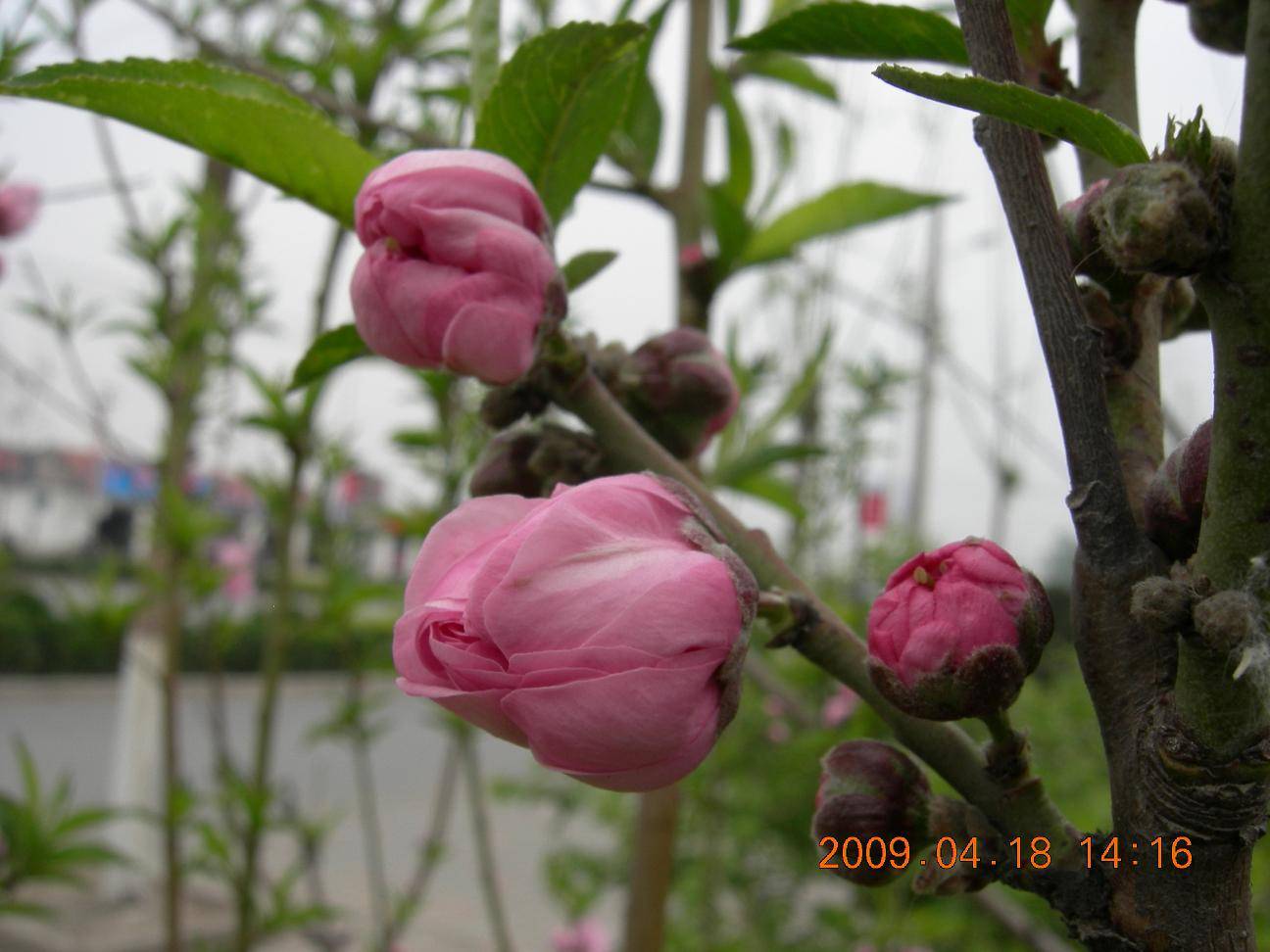 DSCN5092.JPG
