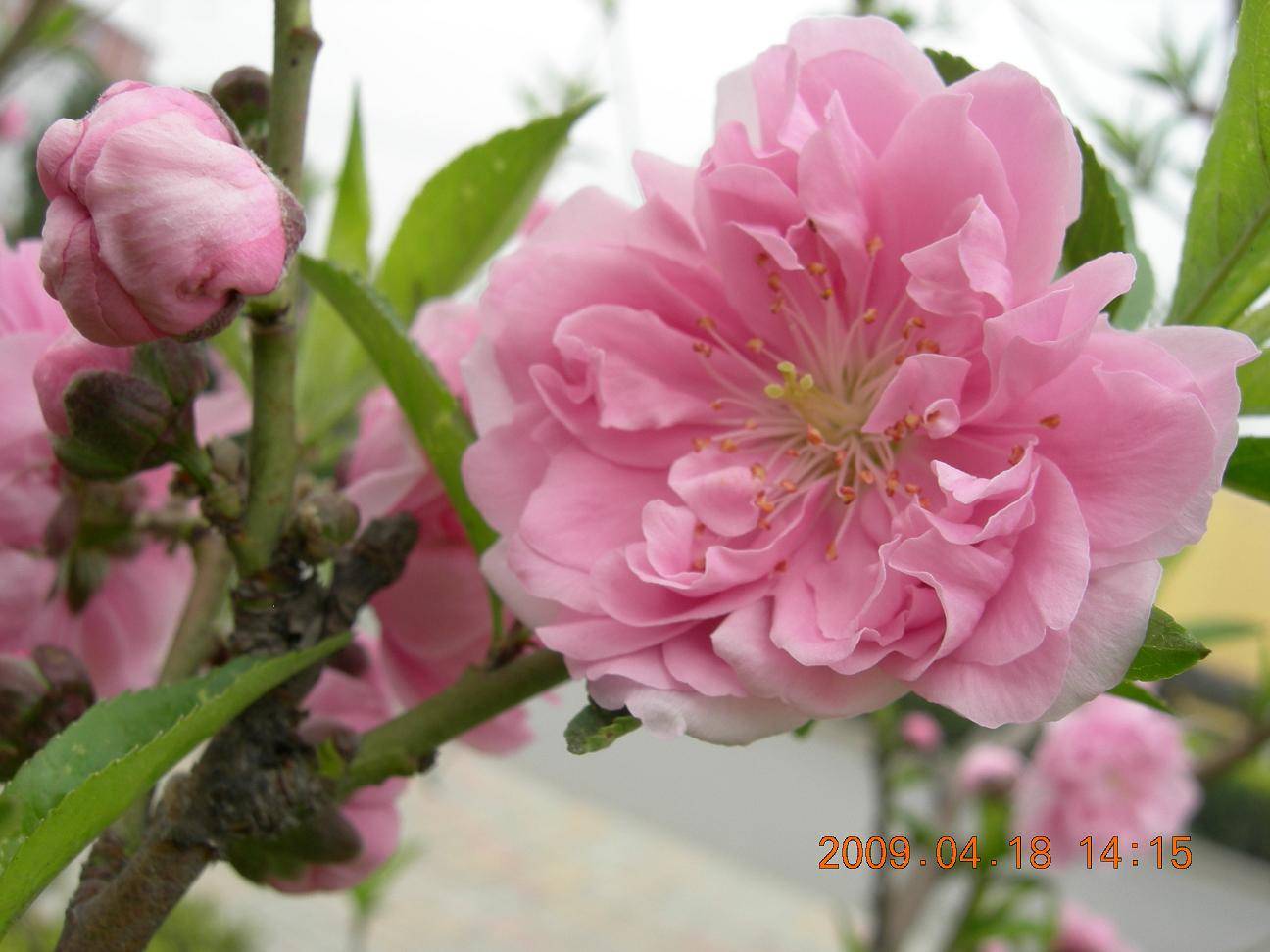 DSCN5091.JPG