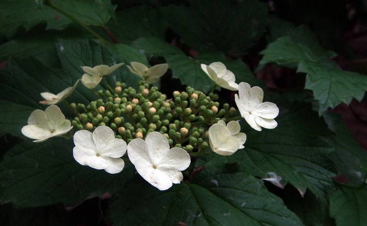 DSC03797_С.JPG