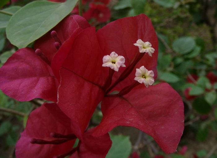 DSC04774_С.JPG