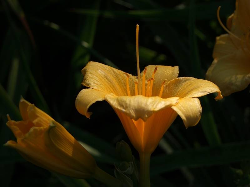 DSCF1094 2.jpg