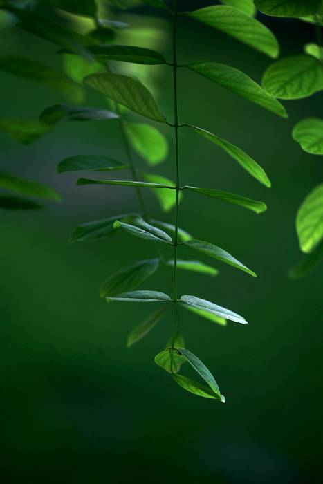 _MG_9192-1.jpg