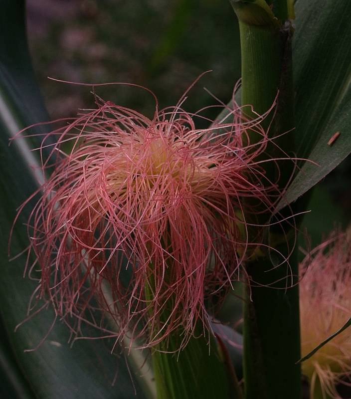 DSCF2066 01.jpg