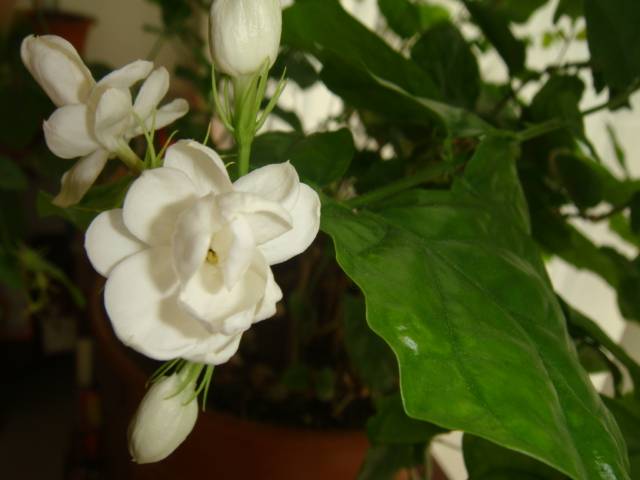 DSC01604.JPG