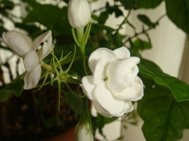 DSC01603.JPG