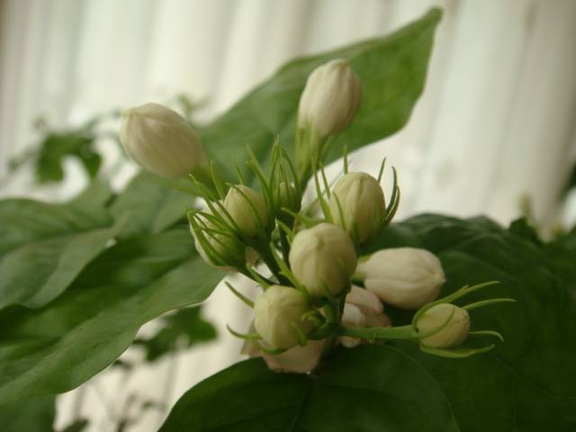 DSC01584.JPG