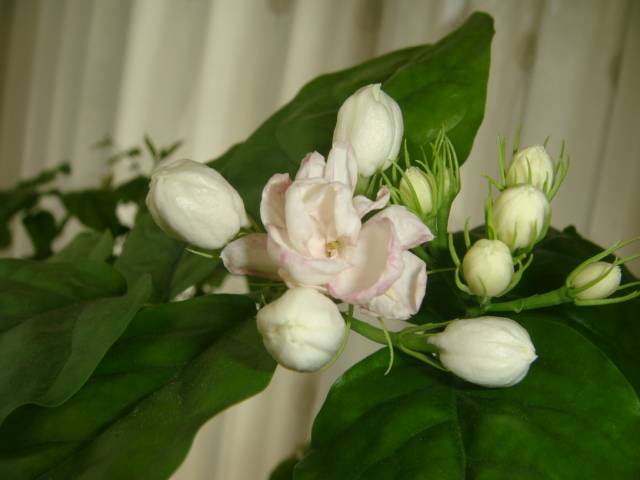 DSC01600.JPG