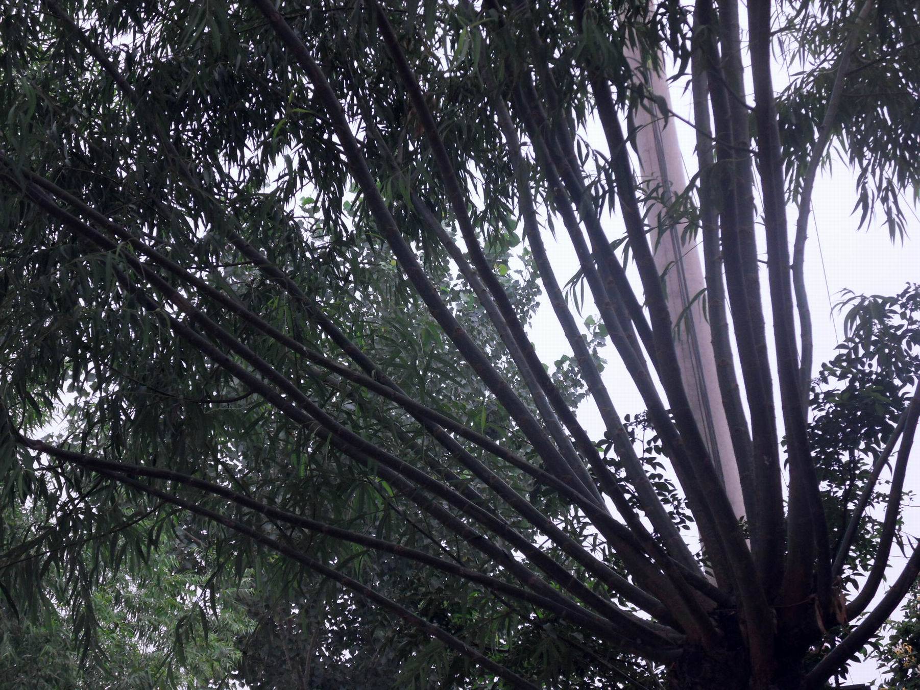 SDC10118.JPG