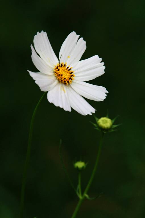 IMG_6804.JPG