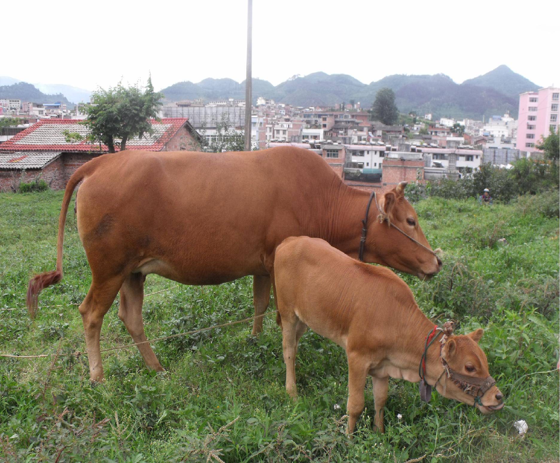 DSCF0619.JPG