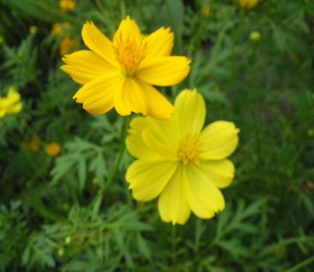 DSCF2345.JPG