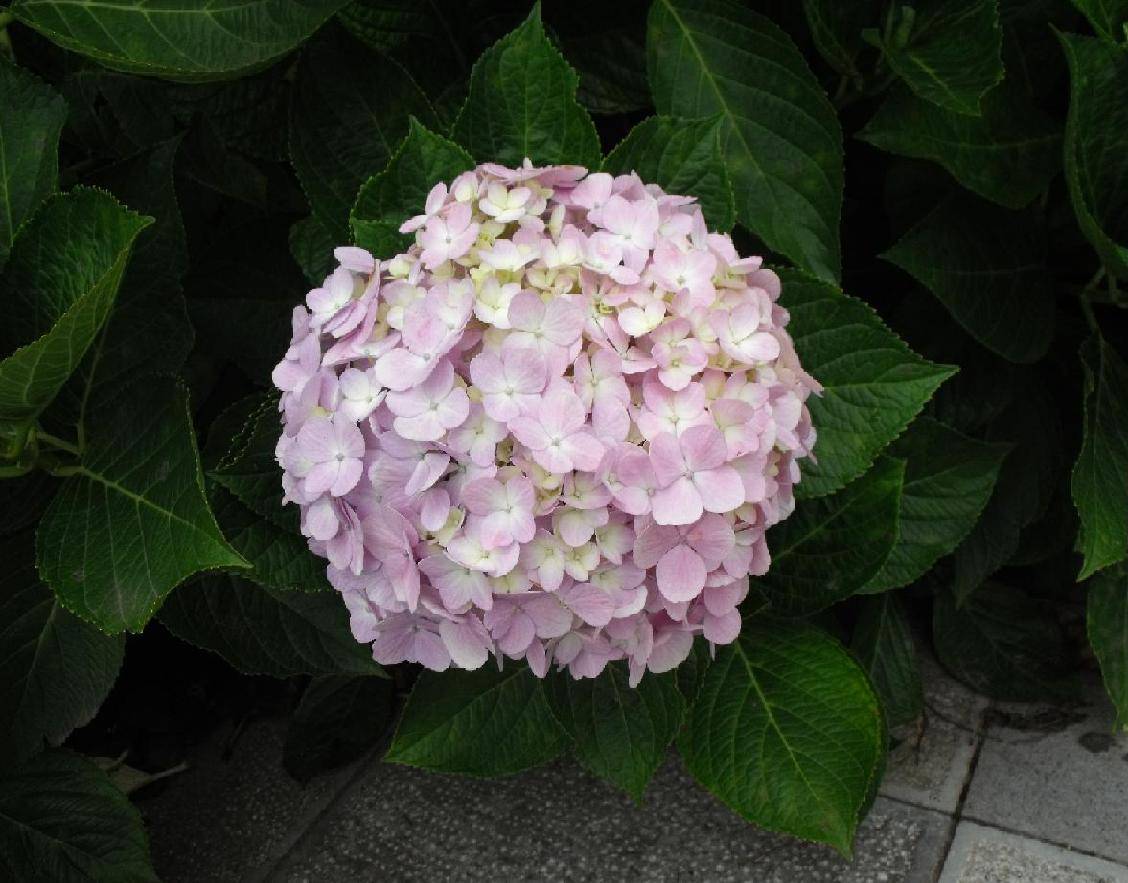 DSCF1814.JPG